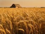 Sample Summer Grain Seeds E - Image 2