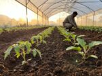 Sample Hybrid Brinjal Seeds B - Image 2