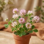 Sample Hybrid Fodder Seeds G