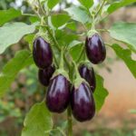 Sample Hybrid Brinjal Seeds B