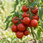 Sample Hybrid Vegetable Seeds A
