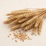 Sample Winter Grain Seeds F